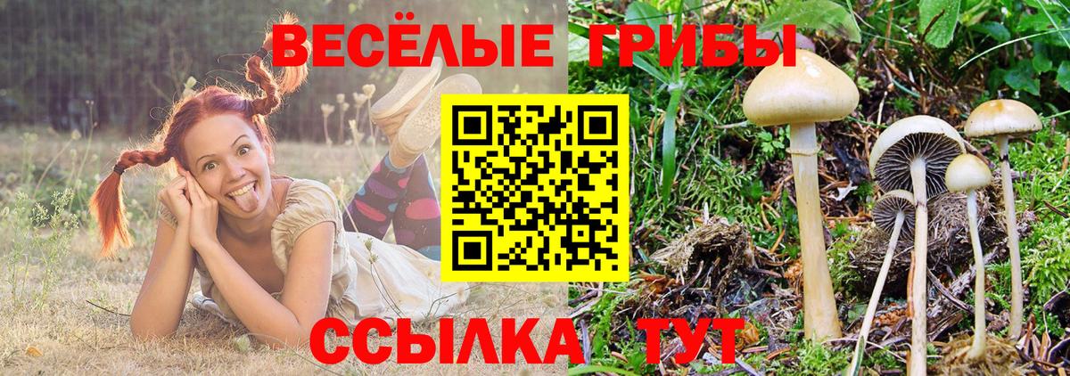 Псилоцибиновые грибы Cubensis Мытищи